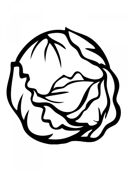 Kale Cabbage coloring page image
