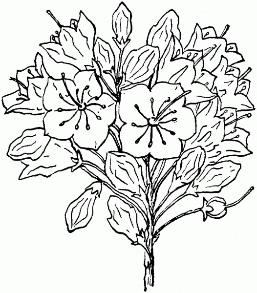 Kalmia Latifolia or Mountain Laurel coloring page image