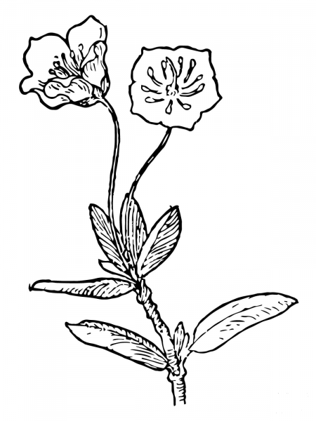 Kalmia Microphylla or Swamp Laurel coloring page image