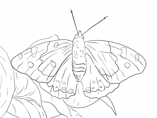 Kamehameha Butterfly coloring page image