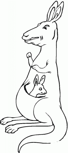Kangaroo baby in mother’s pouch coloring page image