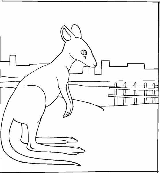 Kangaroo coloring page image