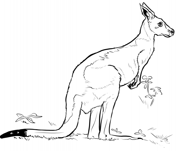 Kangaroo coloring page image