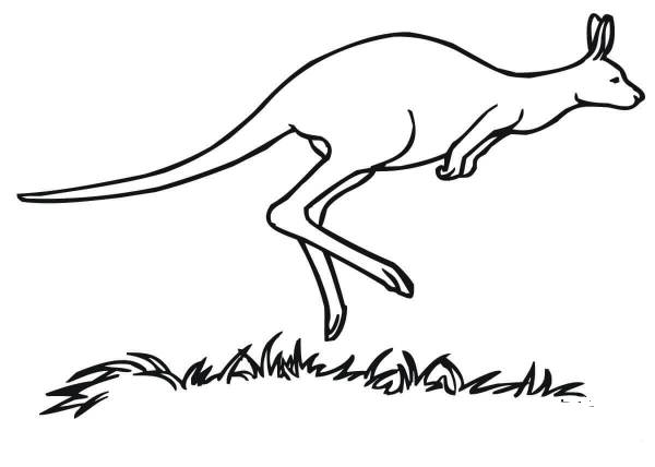 Kangaroo Marsupial coloring page image
