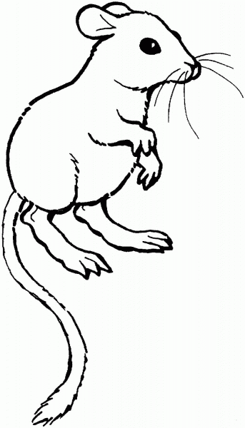 Kangaroo Rat coloring page image
