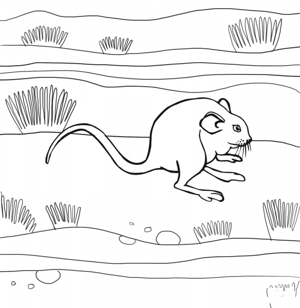 Kangaroo Rat coloring page image