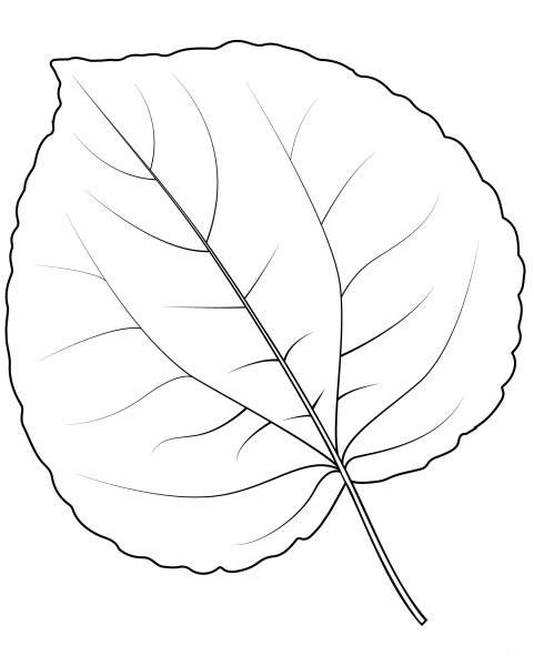 Katsura Tree Leaf coloring page image