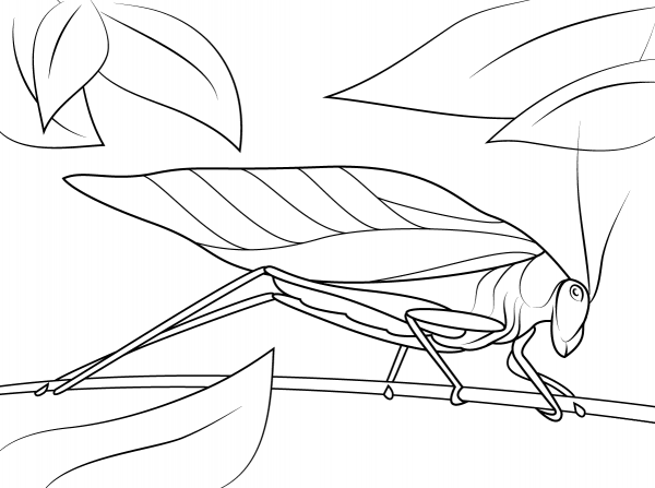 Katydid coloring page image