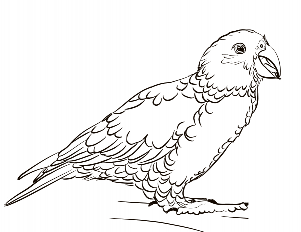 Kea coloring page image