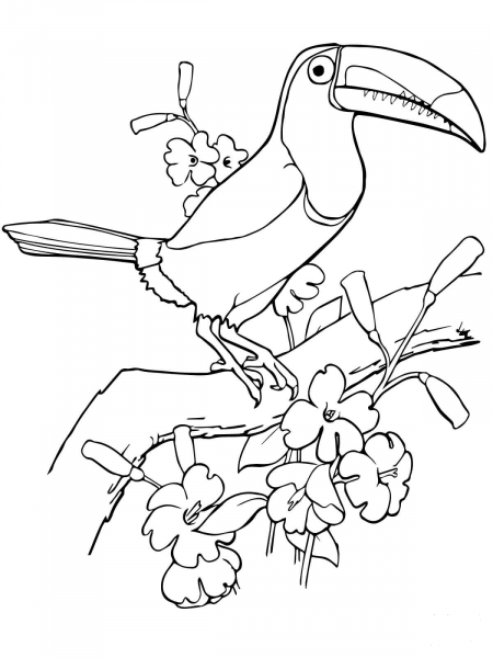Keel Billed Toucan coloring page image