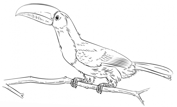 Keel Billed Toucan on the Branch coloring page image