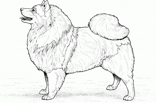 Keeshond coloring page image