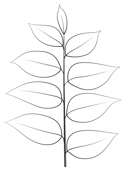 Kentucky Coffee Leaf coloring page image