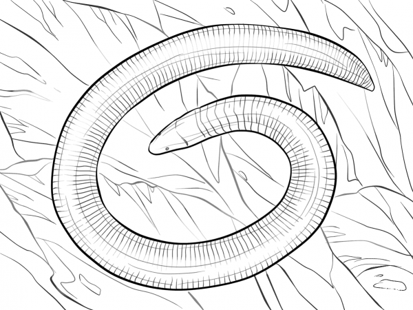 Kerala Caecilian coloring page image