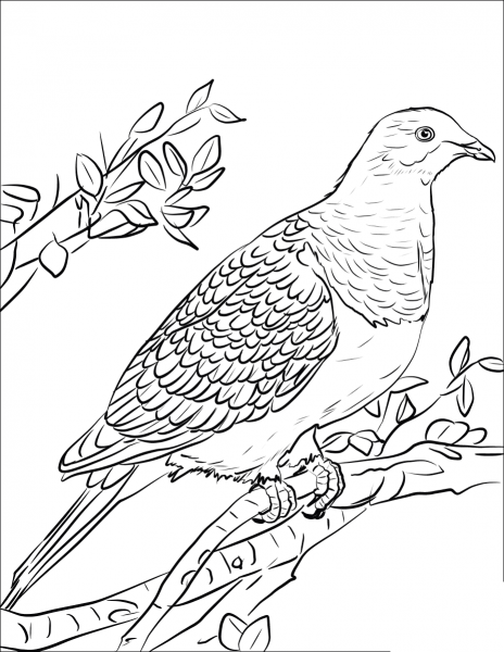 Kereru coloring page image