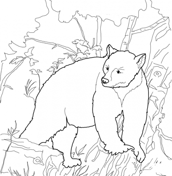 Kermode Bear coloring page image
