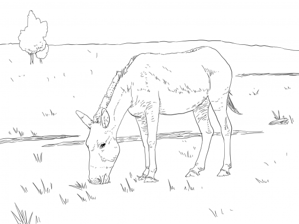 Kiang Wild Ass coloring page image