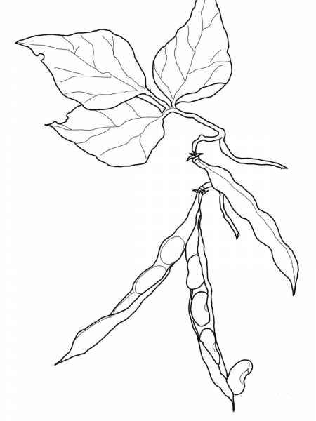 Kidney Beans coloring page image