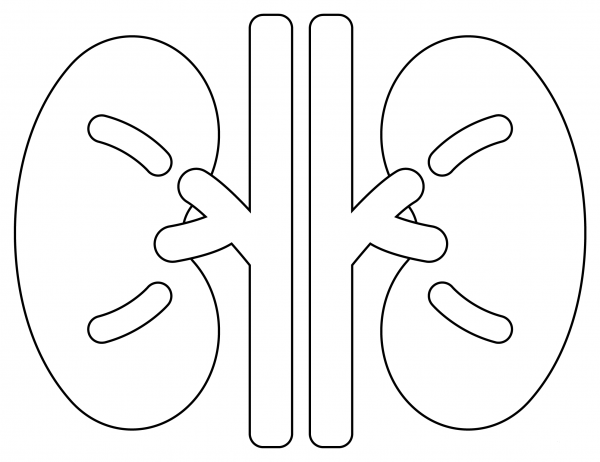 Kidney coloring page image