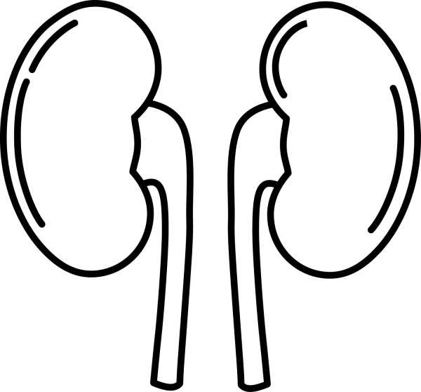 Kidney coloring page image