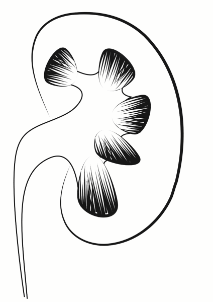Kidney coloring page image
