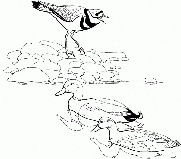 Killdeer Bird and Mallards coloring page image