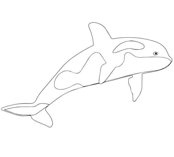 Killer Whale or Orca coloring page image