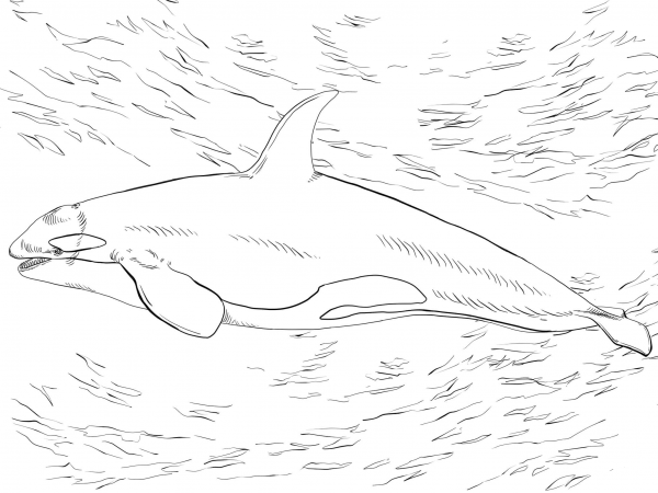 Killer Whale Orca coloring page image