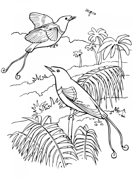 King Bird-of-Paradise coloring page image