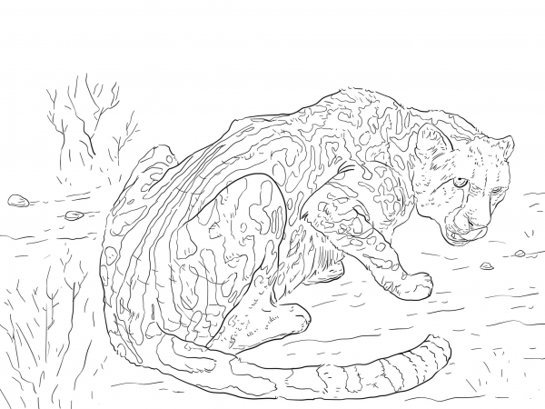 King Cheetah coloring page image
