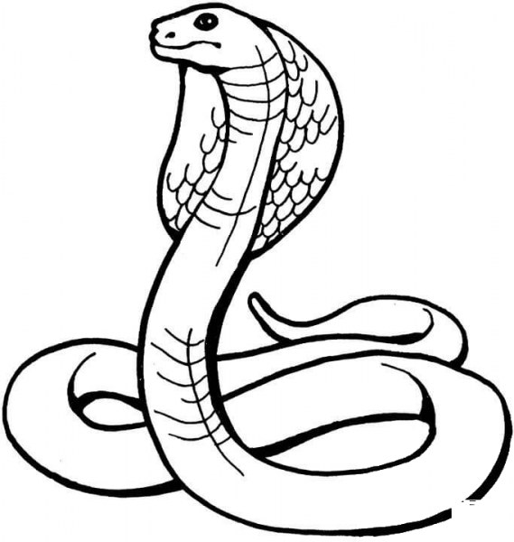 King Cobra  coloring page image