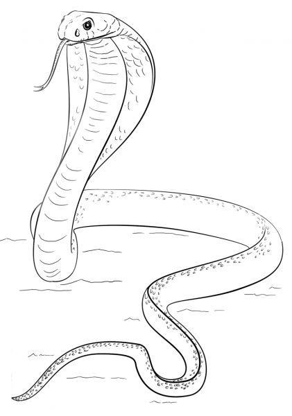 King Cobra coloring page image