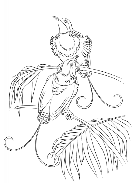 King of Hollands Bird of Paradise coloring page image
