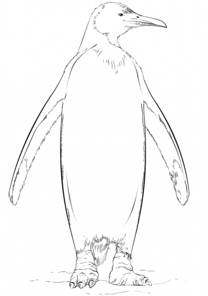 King Penguin coloring page image