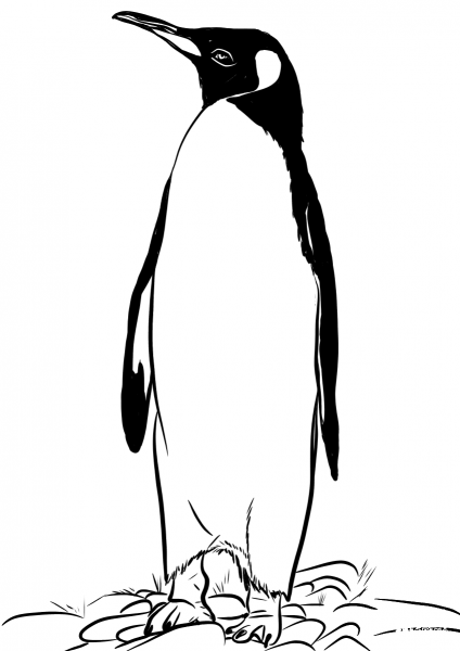 King Penguin from Falkland Islands coloring page image