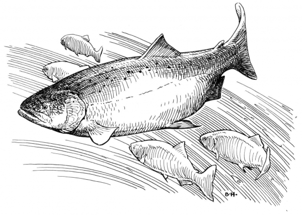 King Salmon coloring page image