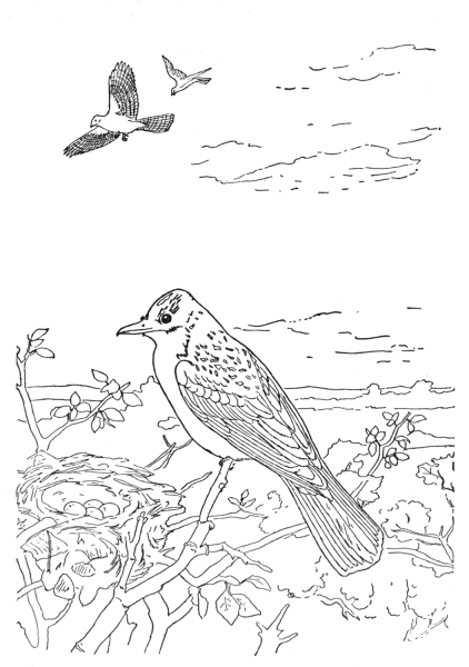 Kingbird coloring page image