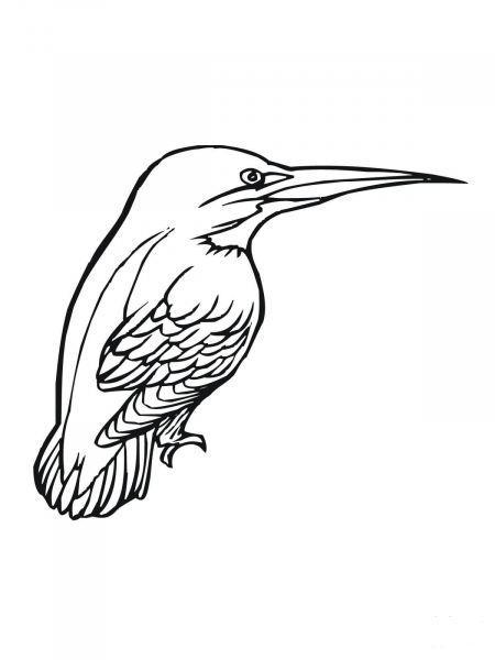 Kingfisher Bird coloring page image