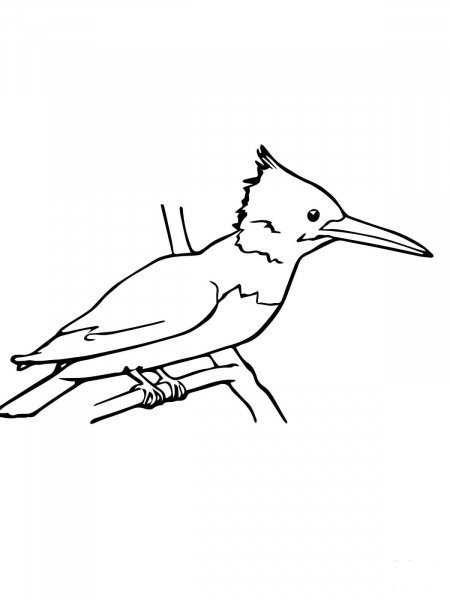 Kingfisher coloring page image