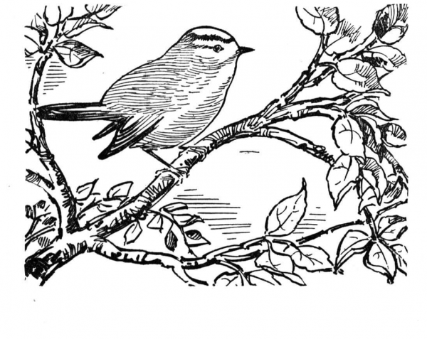 Kinglet coloring page image