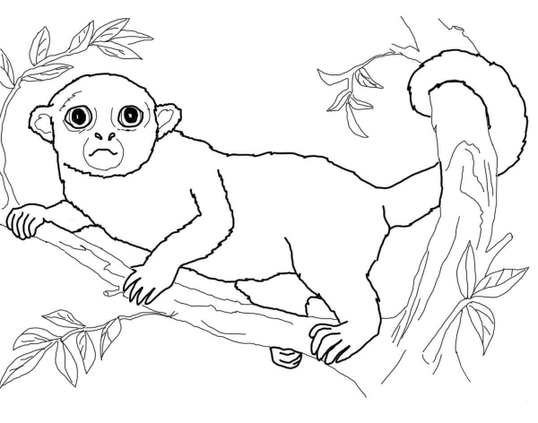 Kinkajou coloring page image