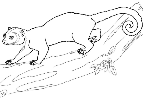 Kinkajou on a Tree coloring page image