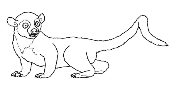 Kinkajou or Honey Bear coloring page image