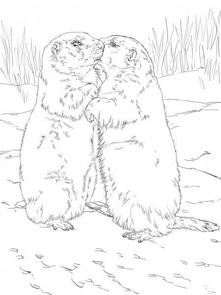 Kissing Prairie Dogs coloring page image