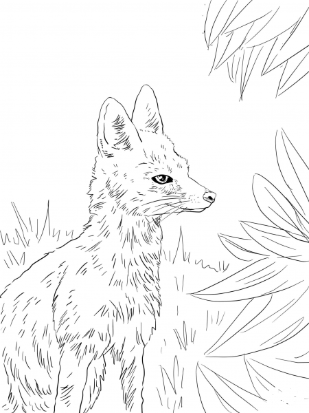 Kit Fox Portrait coloring page image