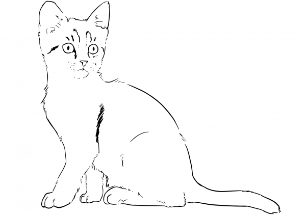 Kitten coloring page image