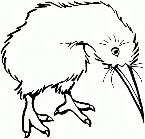 Kiwi Bird  coloring page image