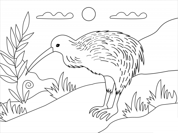 Kiwi Bird coloring page image