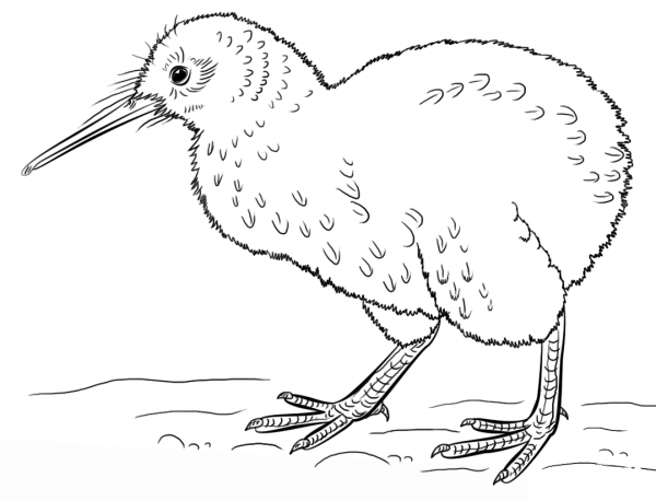 Kiwi Bird coloring page image