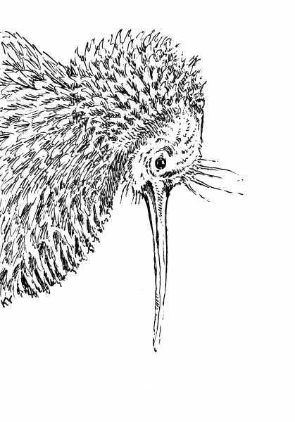 Kiwi coloring page image